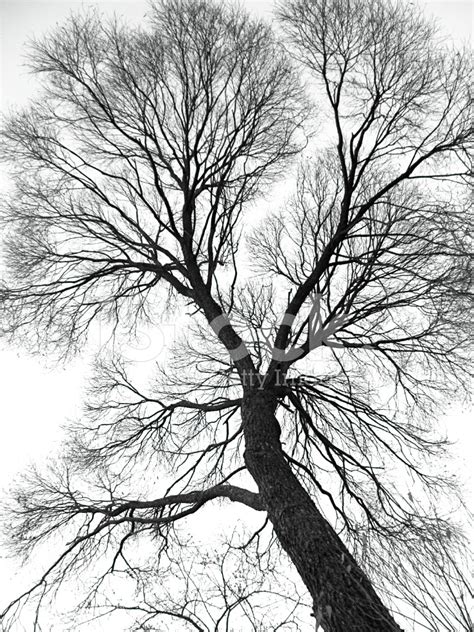 Veins Of The Tree Stock Photo | Royalty-Free | FreeImages