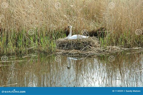 Nesting Swan stock image. Image of spring, waiting, white - 114559