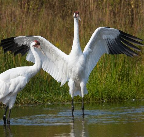 6 Fascinating Whooping Crane Facts - Birds and Blooms