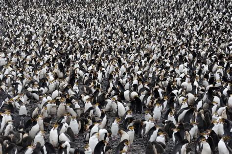 8 Must-Know Facts About Royal Penguins - Polar Guidebook