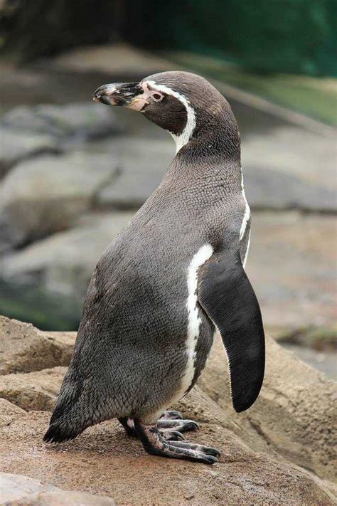 Images: Sneak a peek at KC Zoo's new penguin exhibit