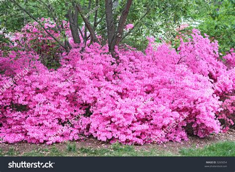 Background Blooming Pink Azalea Bushes Stock Photo 3265054 - Shutterstock