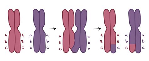 Which Diagram Represents A Pair Of Homologous Chromosomes - Wiring ...