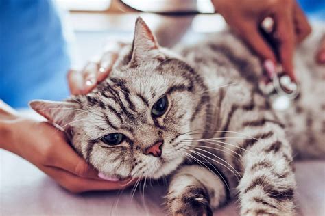 If Your Vet Hears a Heart Murmur in Your Cat, Here's What It Might Mean ...