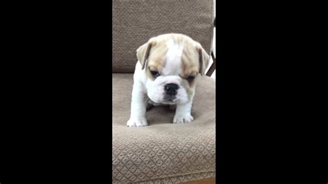 Micro teacup Bulldog puppies for sale - YouTube