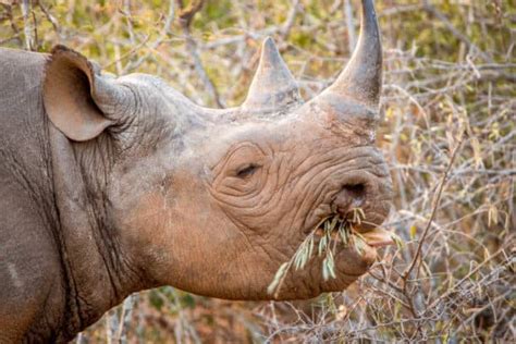 What Do Rhinos Eat? Discover the Full Story of a Rhino's Diet!