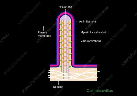 Microvillus, artwork - Stock Image - C009/1733 - Science Photo Library