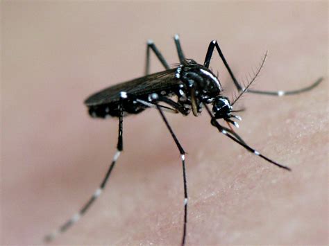 asian tiger mosquito in action | and yes he paid for it dear… | Flickr