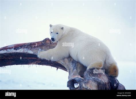 polar bear Ursus maritimus cub playing on a bowhead whale jawbone 1002 area Arctic National ...