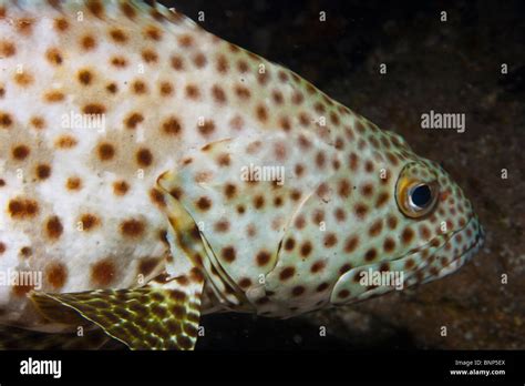 Epinephelus tauvina (Greasy Grouper Stock Photo - Alamy