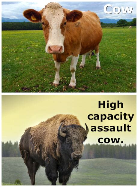 Best Funny bison Memes - 9GAG