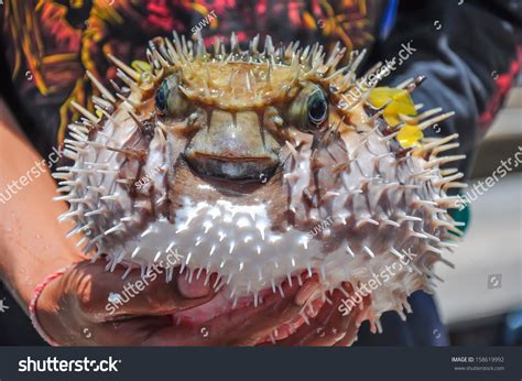 Close Inflated Puffer Fish Stock Photo 158619992 | Shutterstock