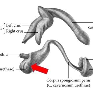 Proximal indentation of urethral bulb (outline thin dotted line) by... | Download Scientific Diagram