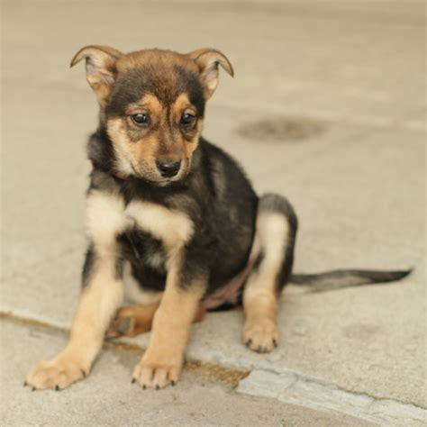 German Shepherd Rottweiler Puppies Images & Pictures - Becuo