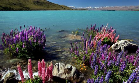 1600x1200 wallpaper | Russell Lupins. Lake Tekapo. NZ | Peakpx