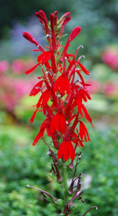 Plant of the Month August 2018: Cardinal Flower — Northern Neck Native ...