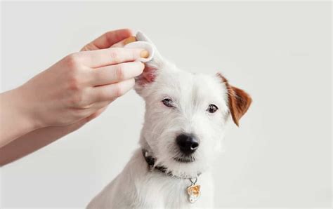 Dog Ear Yeast Infection Vs Ear Mites: Our Veterinarian Explains