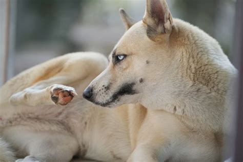 Dog Paw Infections: Causes, Symptoms, and Treatments | Great Pet Care