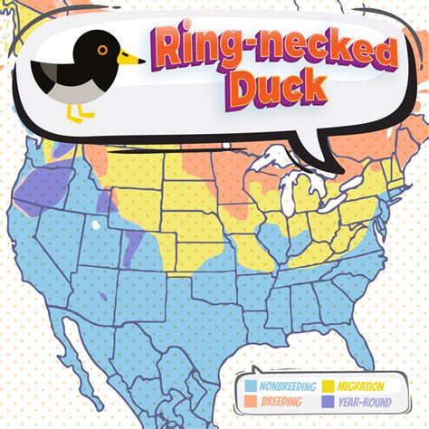 Ring-necked Duck - Bird Watching Academy