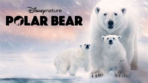 Polar Bear | Disney+