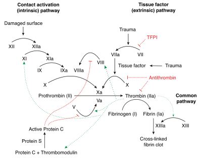 Metronidazole Mechanism Of Action Animation