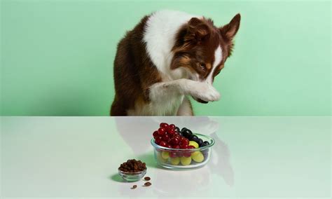 Can Dogs Eat Grapes or Raisins? | BeChewy