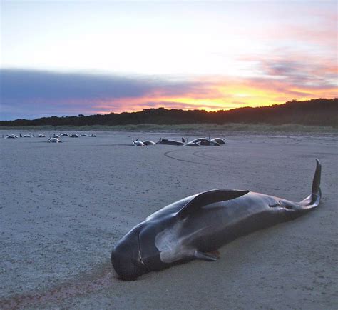 pilot whale strandings | Thousands of pilot whales have died… | Flickr