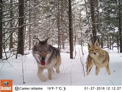 Wolves vs. Coyotes | Minnesota Mammals | UMN Duluth