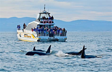 Victoria Whale Watching, Victoria BC Canada