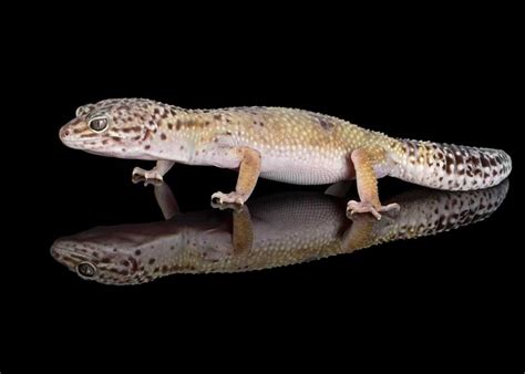 18 Facts About African Fat-Tailed Geckos (Hemitheconyx caudicinctus ...