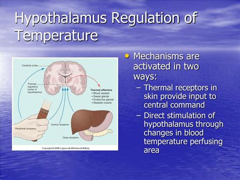 PPT - Thermoregulation PowerPoint Presentation - ID:269735