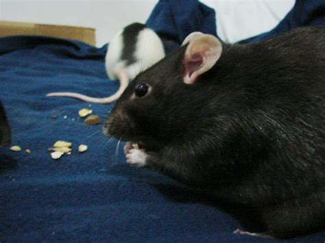 Bug the black fancy rat by philosophyfox on DeviantArt