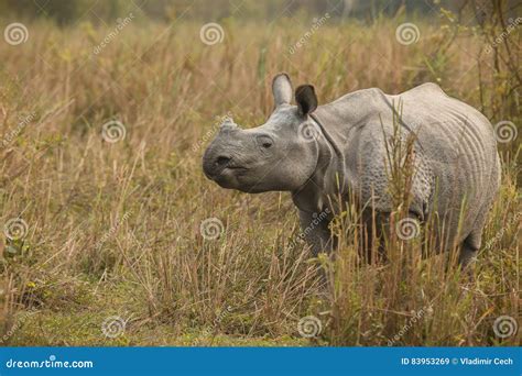 Endangered Indian Rhinoceros in the Nature Habitat Stock Image - Image of head, india: 83953269