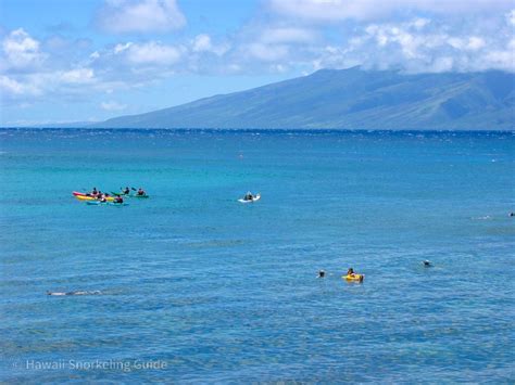 Kapalua Bay Snorkeling Secrets! The Complete Guide to Maui Snorkeling!