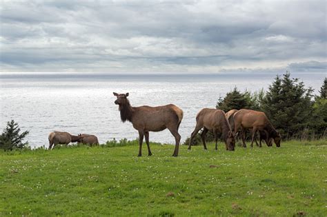 Herd Of Elk Grazing In Cannon Beach Ecola State Park At Oregon Coast Stock Photo - Download ...