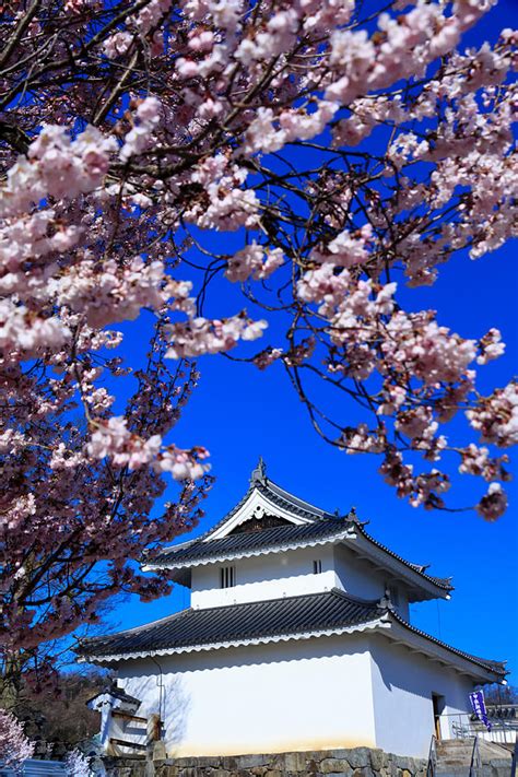 Maizuru Castle of Kofu Japan Photograph by Henry MM - Fine Art America