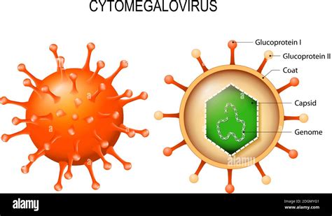 Herpes Virus Structure