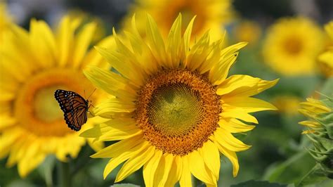 Tournesol Fond d'écran HD | Arrière-Plan | 1920x1080