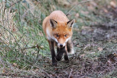 Brian's birding blog: Epping Forest Fox