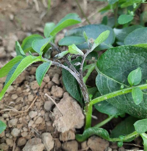 Potato late blight in Asia: Phytophthora infestans over a century and a ...