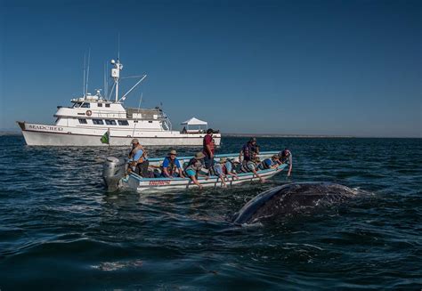 Baja Whalewatching Tours - Bajawhale.com