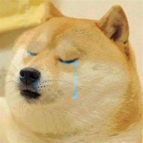 Random images Crying Doge wallpaper and background photos (37222351)