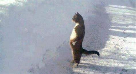 Cat Standing In The Snow: Image Gallery (List View) | Know Your Meme