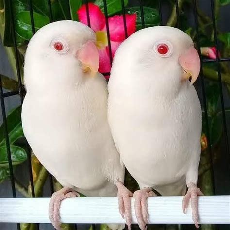 Albino red eyes lovebird in 2023 | Albino red eyes, Albino animals, Albino