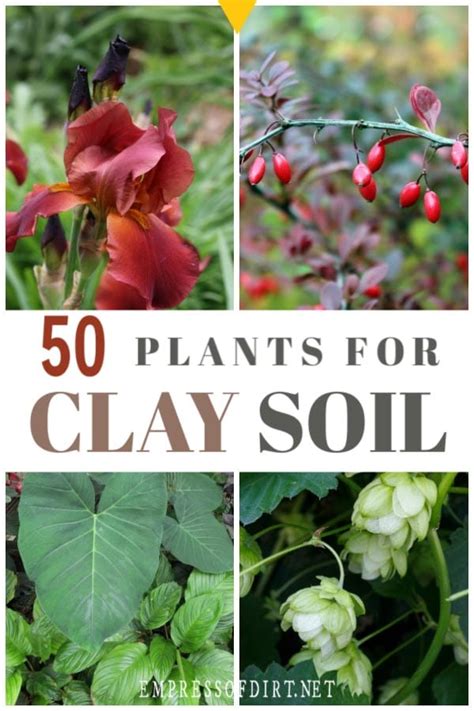 50 Plants for Clay Soil (Flowers, Shrubs, and Trees) | Empress of Dirt