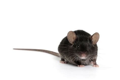 Why Do Mice Poop So Much? | Live Science