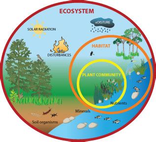 FREE online interactive quiz on Ecosystems Archives - Easy Science For Kids