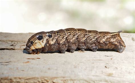 Elephant Hawk Moth caterpillar | BirdForum