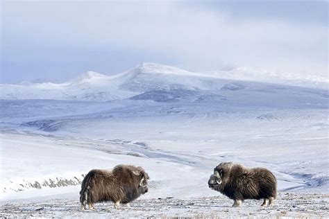 Musk ox (Ovibos moschatus) two in habitat, Wrangel Island, Far Eastern Russia, October (15280177)