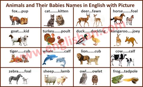 Animals and Their Babies Names in English with Picture | Baby animals, Baby animal names, Baby names